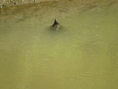 Macrochelys temminckii
