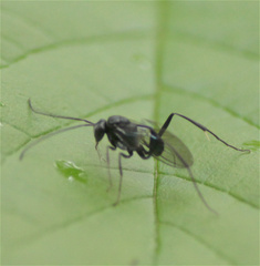 Evaniidae