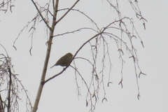 Emberizidae