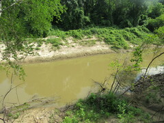 Macrochelys temminckii