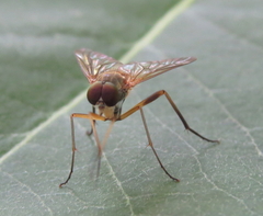 Rhagio