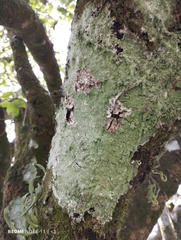 Lecanora thysanophora