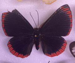 Lyropteryx lyra
