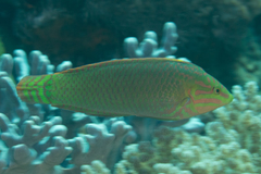 Halichoeres solorensis