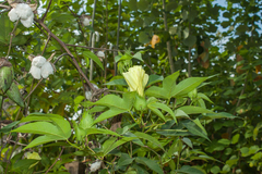 Gossypium barbadense