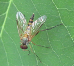 Rhagio