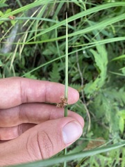 Schoenoplectus pungens