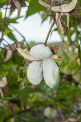Gossypium barbadense