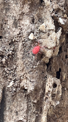 Balaustium