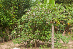 Gossypium barbadense