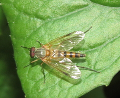 Rhagio