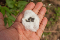 Gossypium barbadense