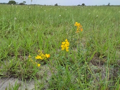 Crotalaria globifera
