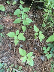 Circaea canadensis