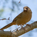 Abert's Towhee - Photo (c) BJ Stacey, some rights reserved (CC BY-NC)