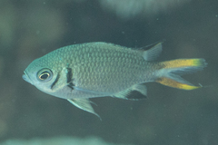 Chromis weberi