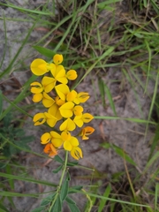 Crotalaria globifera