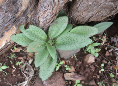 Drimiopsis