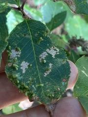 Eriophyes cerasicrumena