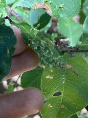Eriophyes cerasicrumena