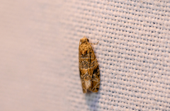 Lobesia botrana
