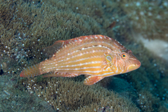 Pteragogus enneacanthus