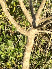 Zanthoxylum clava-herculis