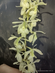 Epidendrum purum