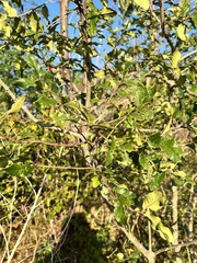 Zanthoxylum clava-herculis