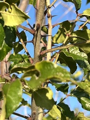 Zanthoxylum clava-herculis