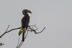 Lophoceros alboterminatus