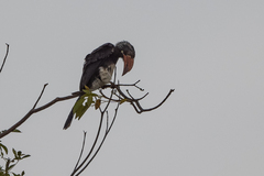 Lophoceros alboterminatus