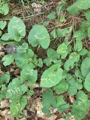 Scrobipalpula manierreorum