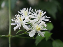 Clematis apiifolia apiifolia