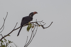Lophoceros alboterminatus