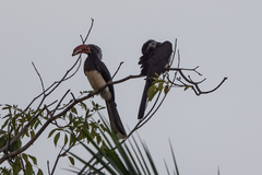 Lophoceros alboterminatus