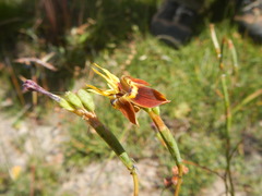 Moraea inconspicua