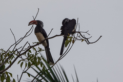 Lophoceros alboterminatus