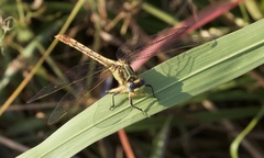 Arigomphus lentulus