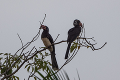 Lophoceros alboterminatus