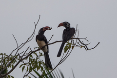 Lophoceros alboterminatus
