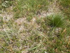 Moraea inconspicua