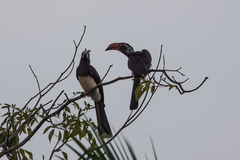 Lophoceros alboterminatus