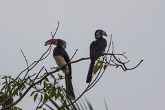 Lophoceros alboterminatus