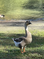 Anser cygnoides