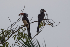 Lophoceros alboterminatus