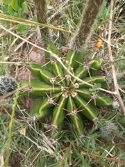 Echinopsis oxygona
