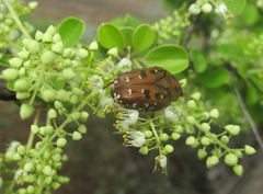 Tephraea leucomelona