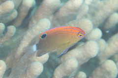 Pomacentrus bankanensis