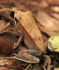 Clinotarsus curtipes